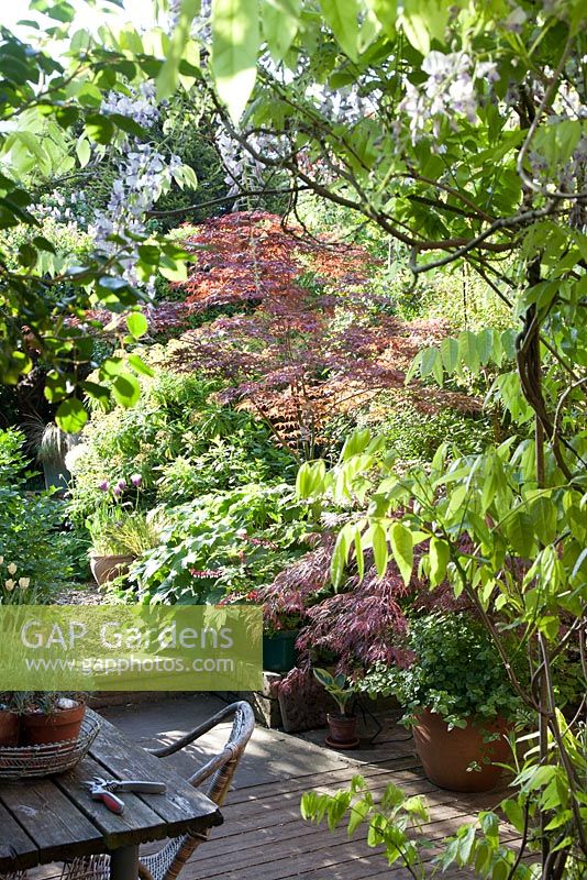 Jardin de ville en mai. Glycine au premier plan, table et chaise sur terrasse en bois, Acer rouge - érable japonais. Tulipa en pots
