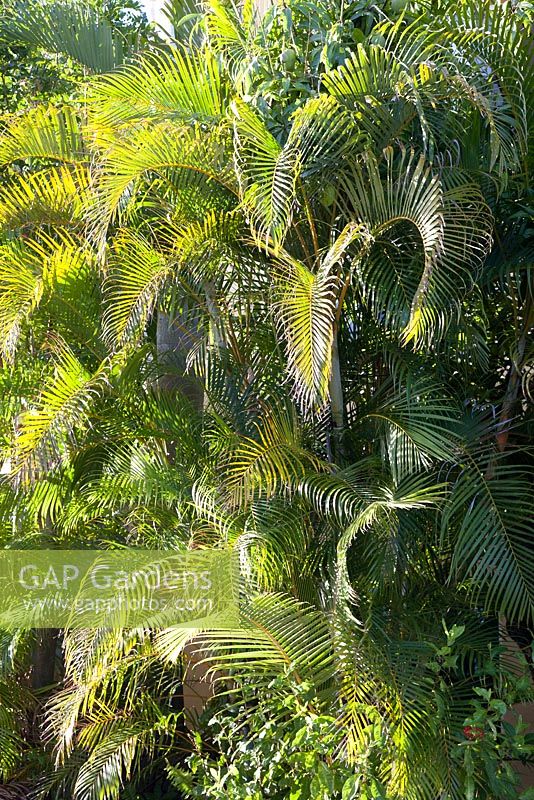 Dypsis lutescens - feuilles de palmier à canne jaune au soleil du matin. Airlie beach, Queensland Australie