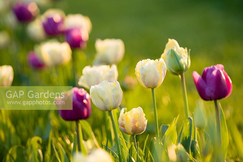 Un mélange de triomphe Tulipa 'Blue Beauty' et de tulipe perroquet ivoire 'Creme Lizard '. Farrington's Farm, Somerset