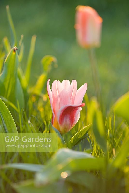 Tulipa 'Hearts Delight '. Farrington's Farm, Somerset