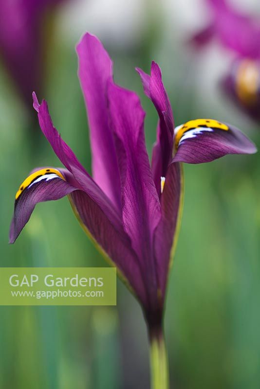 Iris reticulata 'JS Dijt '. Jacques Amand, Middlesex