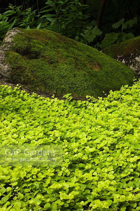 Lysimachia nummularia 'Aurea' - Jenny rampante dorée et roche de granit recouverte de Bryophyta verte - Mousse dans le jardin en été