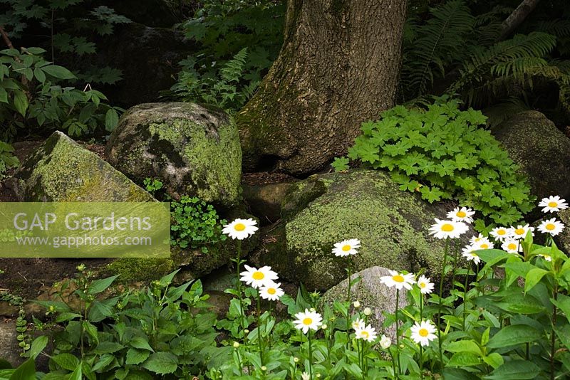Parterre de fleurs avec Leucanthemum blanc x superbum 'Becky' - Fleurs de marguerite et roches naturelles recouvertes de Bryophyta verte - Mousse dans le jardin en été
