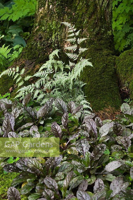 Ajuga reptans - Tapis Bugleweeds, Athyrium - Plantes de fougère et tronc d'arbre à feuilles caduques recouvert de Bryophyta verte - Mousse dans le jardin en été