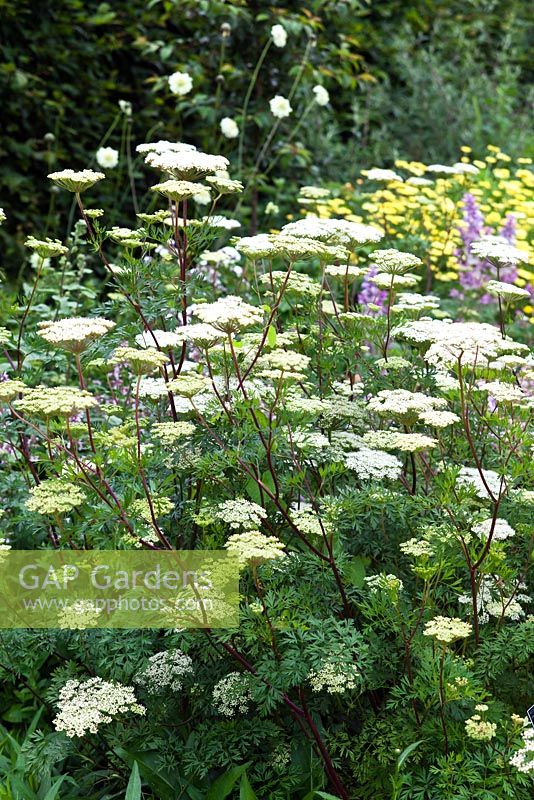 Cenolophium denudatum - mi-été - RHS Wisley Garden