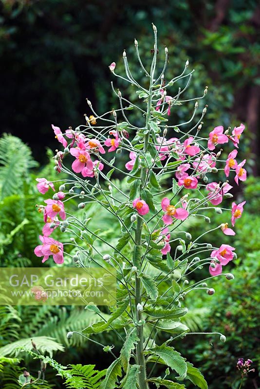Meconopsis napaulensis - mi-été - RHS Wisley Garden