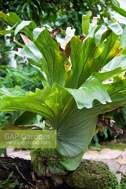 Platycerium grande - septembre - Jardin botanique de Copenhague, Danemark