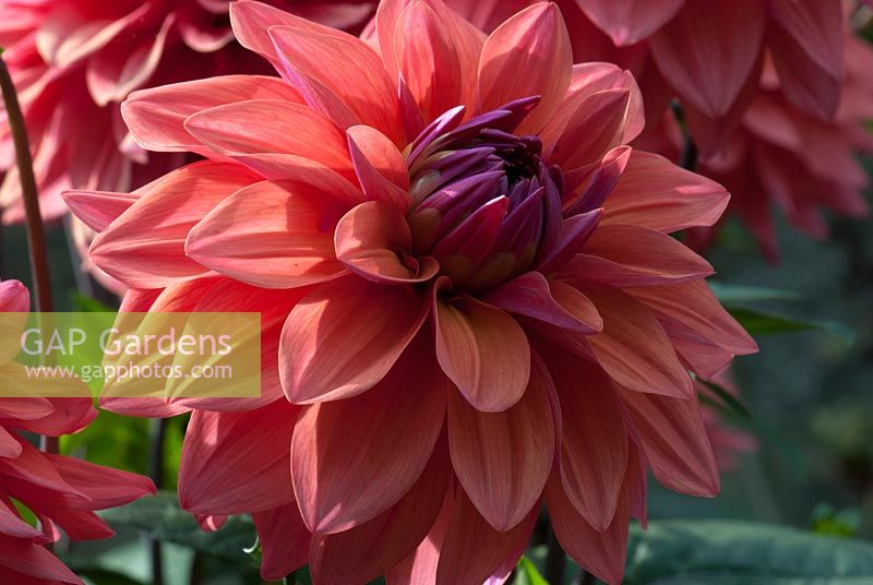 Dahlia 'American Dawn'