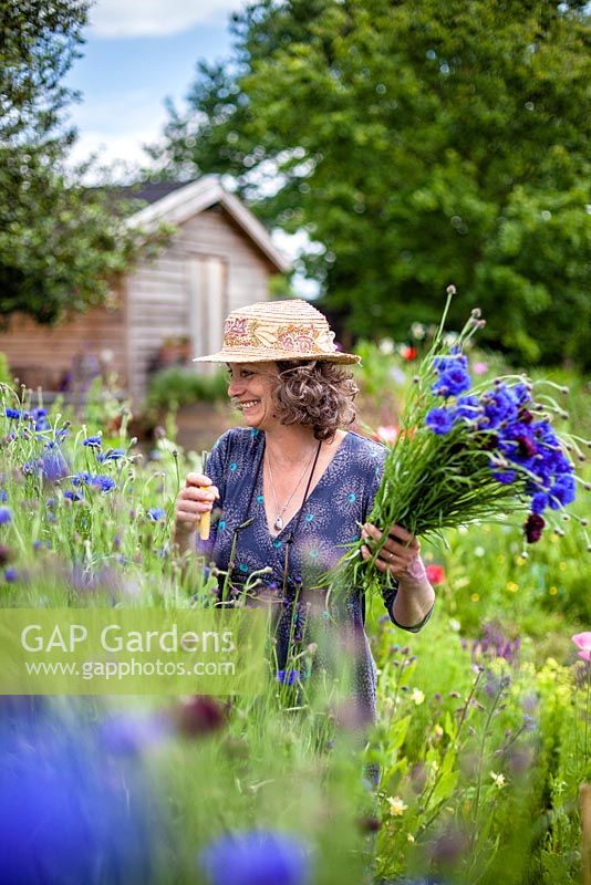 Gabi Reid coupant des fleurs dans son jardin de coupe. Juin.