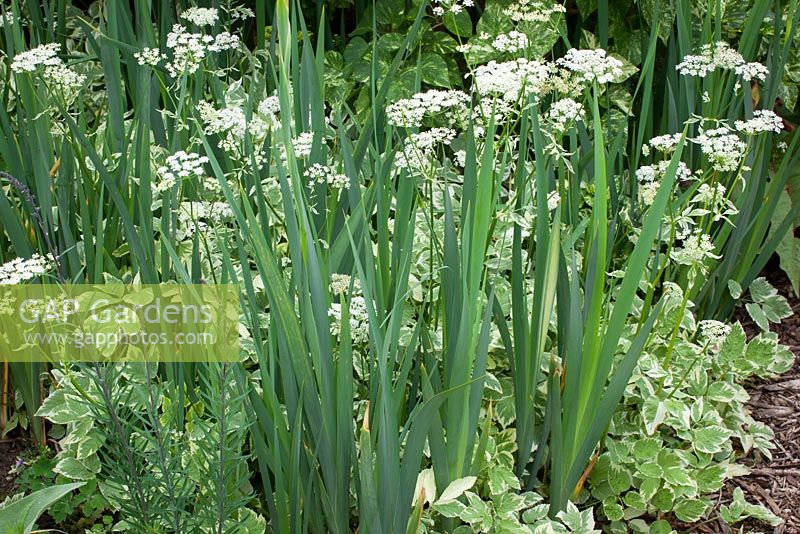 Aegopodium podagraria 'Variegatum', iris Monspur Group. Aîné moulu panaché au feuillage d'iris.
