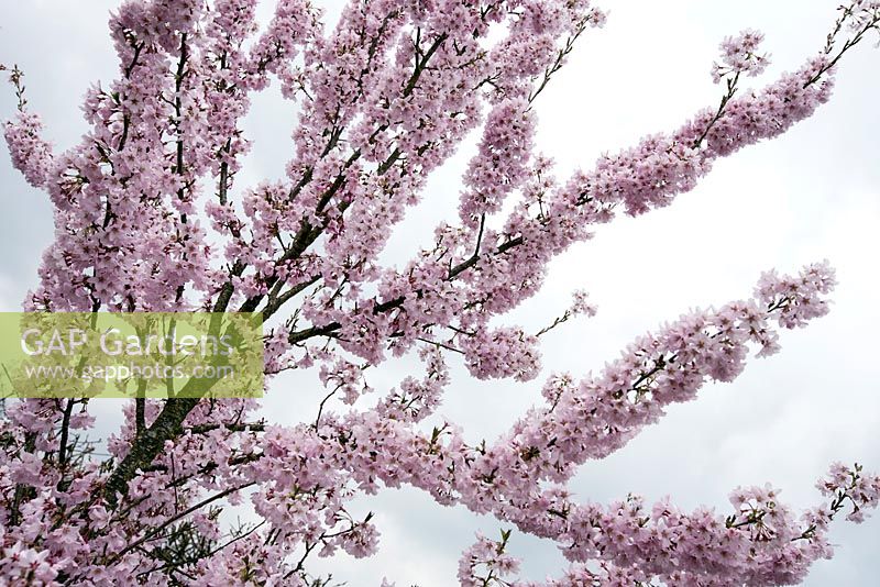 Prunus pendula f. ascendens 'Rosea', avril