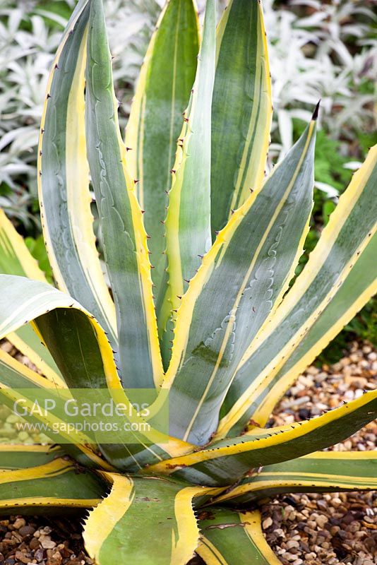 Agave americana 'Variegata' Plante du siècle