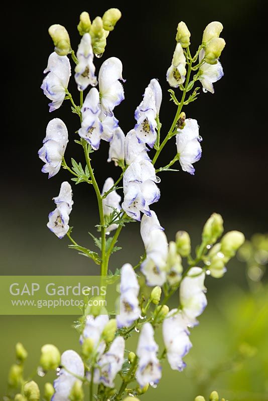 Aconitum x cammarum 'Eleonara', Capuche de moine. Vivace, juillet.