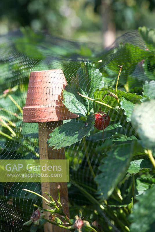 Protection des fruits avec filet et pots de fleurs. Fraises 'vibrantes' - fraisier fragaria x ananassa sous filet anti-oiseaux