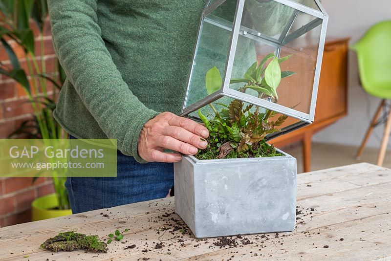 Placez soigneusement la cage de verre sur les plantes en faisant attention de ne pas les endommager