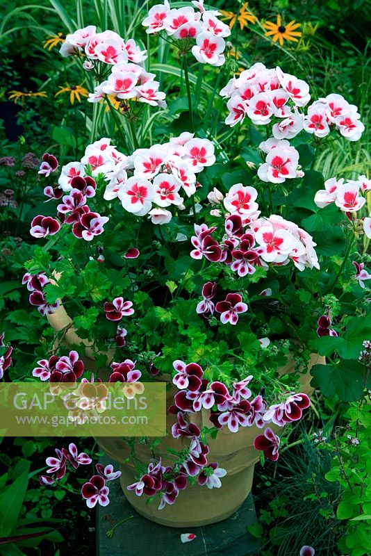 Deux géraniums contrastants poussant dans un pot en terre cuite Roubaki manipulé de Crète se tenaient dans un parterre de fleurs comme point focal. Pelargonium 'Americana White Splash' avec variété à feuilles parfumées 'Angel's Perfume '. Vivaces tendres. Août. West Midlands