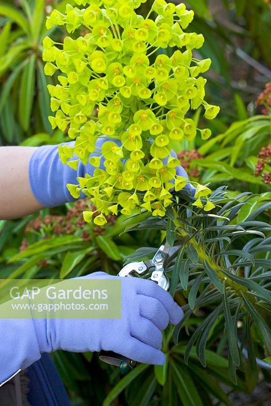 Utiliser des gants de jardinage pour se protéger de l'allergie à la sève d'euphorbe lors de la taille