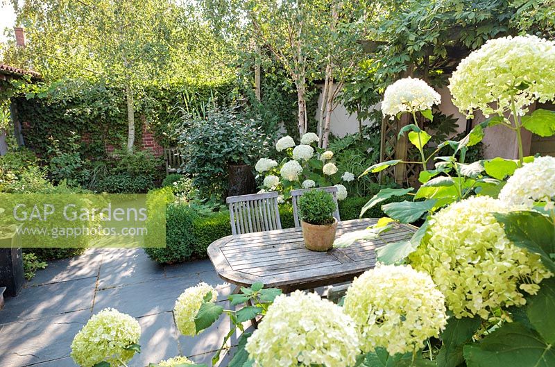 Hydrangea arborescens 'Annabelle' et terrasse ombragée avec table et chaises en bois.