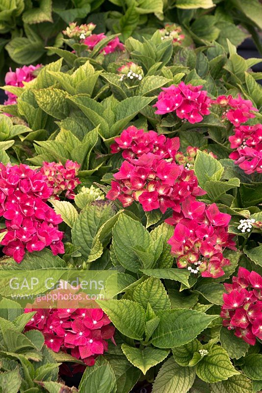 Hydrangea macrophylla 'Maltisse' - Forever and Ever Red