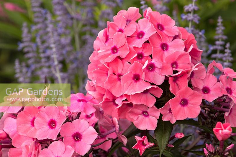 Phlox paniculata 'Ditomdre' Candy Store Coral slitt 'Lacey Blue