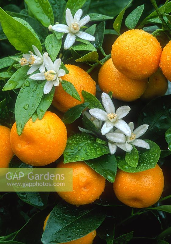 Microcarpa d'agrumes - calamondine. Gros plan de fleurs et de fruits.