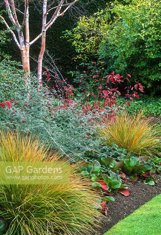 Parterre de fleurs en automne avec Rubus thibetanus 'Silver Fern', Anemanthele lessoniana, Betula albosinensis var. septentrionalis, Bergenia et Cornus alba 'Kesselringii'