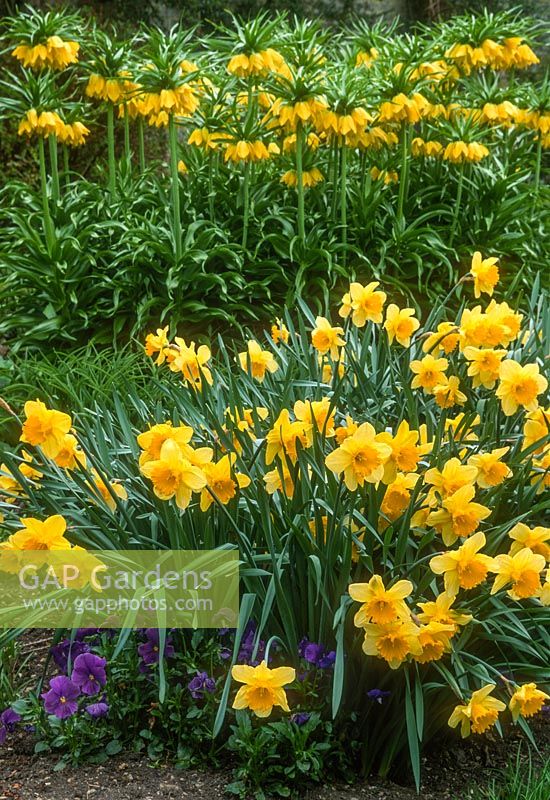 Narcisse 'Carlton', Fritillaria imperialis et pensées au printemps parterre.
