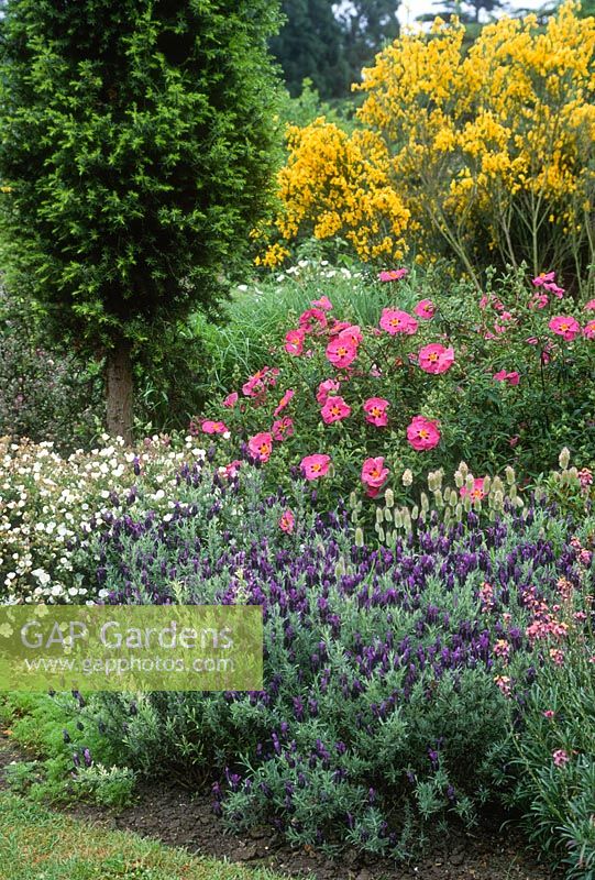 Jardin sec avec ciste, cytisus, Lavandula stoechas, Lagurus ovatus et Halimiocistus