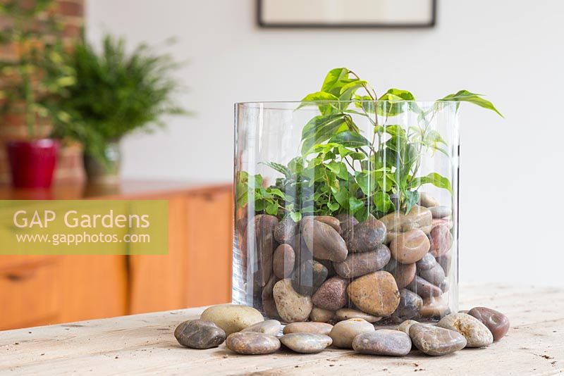 Un vase en verre Terrarium planté de Ficus benjamina, Muehlenbeckia et Pilea