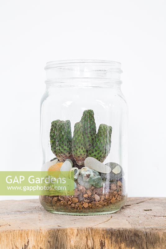 Un cactus dans un terrarium en pot de verre avec des pierres décoratives
