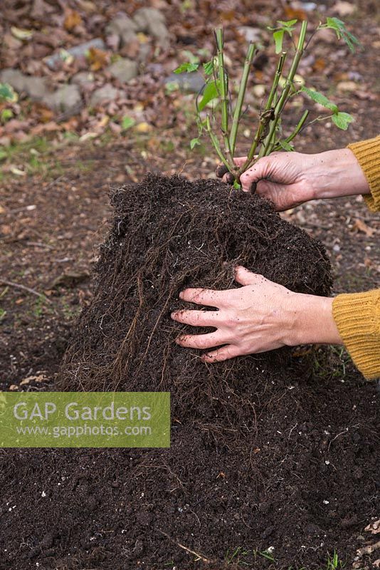 En utilisant vos mains, retirez doucement tout excès de compost, en faisant attention de ne pas endommager les racines. Stockage de la salvia pendant l'hiver.
