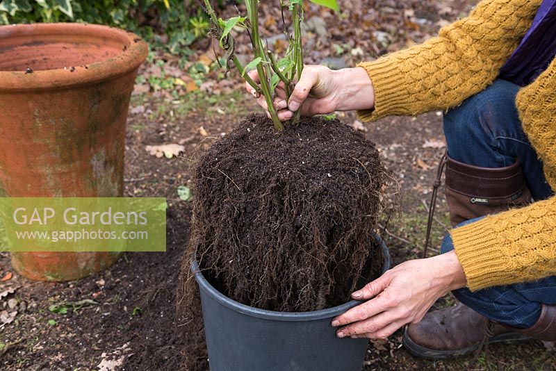 Plantez votre salvia dans un pot plus petit. Stockage de la salvia pendant l'hiver.