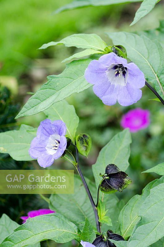 Nicandra Physaloides - Shoo Fly Plant