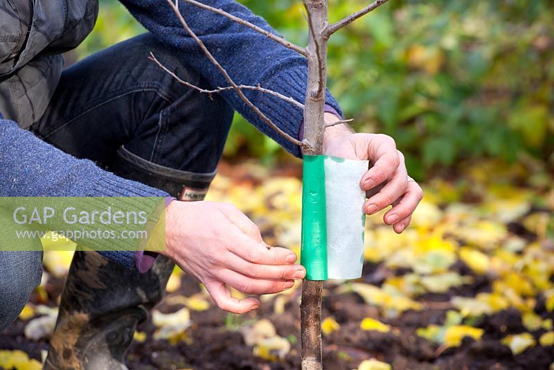 Mettre une bande de graisse autour du tronc d'un arbre fruitier en automne. En particulier pour se protéger contre les chenilles de la teigne de l'hiver