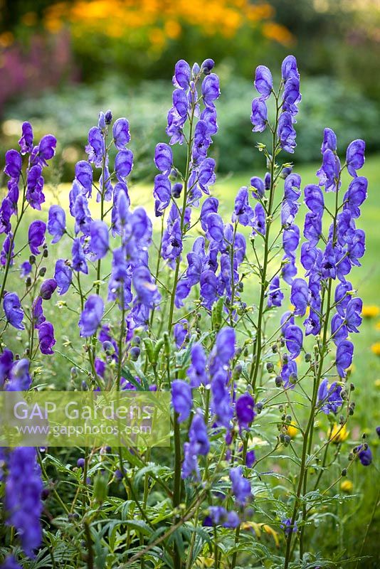 Aconitum chasmanthum, Capuche de moine. Vivace, juillet