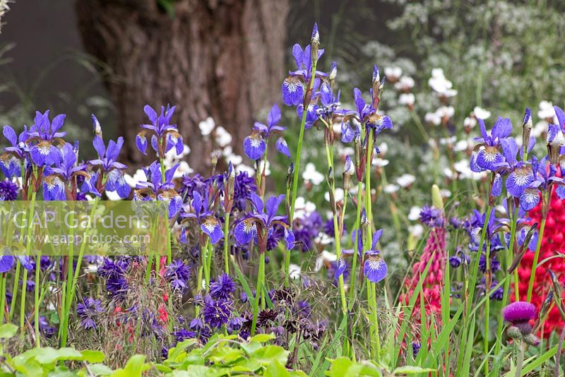 Iris sibirica 'Tropic Night' avec Aquilegia vulgaris var. stellata 'Blue Barlow' et Lupinus 'Red Rum '. The Living Legacy Garden. RHS Chelsea Flower Show, 2015.