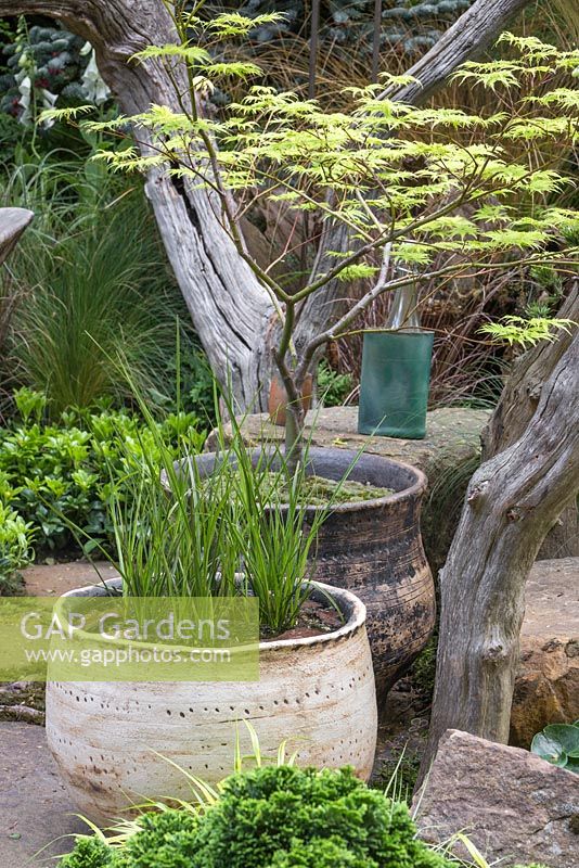 Acer palmatum en pot 'Dissectum' et Calamagrostis x acutiflora 'Karl Foerster' plantés dans un pot marécageux. Le jardin de pique-nique du sculpteur. RHS Chelsea Flower Show 2015.
