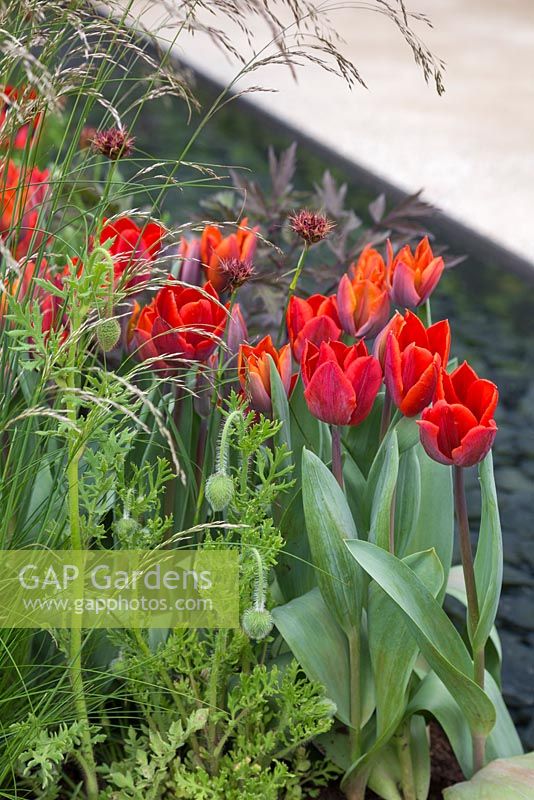 Tulipa 'Red Hat' et Papaver commutatum 'Ladybird' à côté d'un plan d'eau. Le jardin télégraphique.