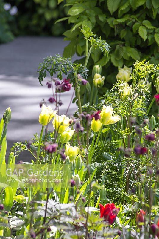Parterre de fleurs à thème vert avec Tulipa 'Spring Green' et Cenolophium denudatum. Le jardin télégraphique.