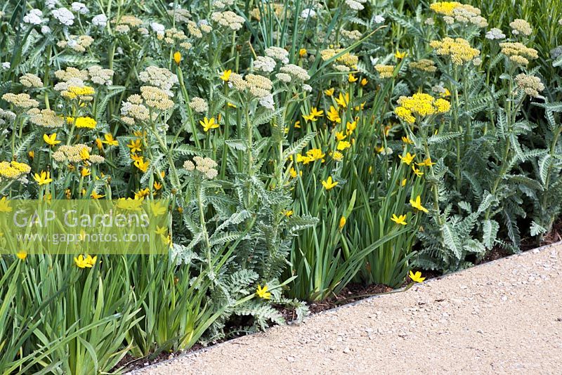 Chemin de gravier à côté d'un parterre de fleurs d'Achillea «Moonshine» avec Sisyrinchium californicum «Yellow Stone '. The Telegraph Garden. RHS Chelsea Flower Show, 2015.