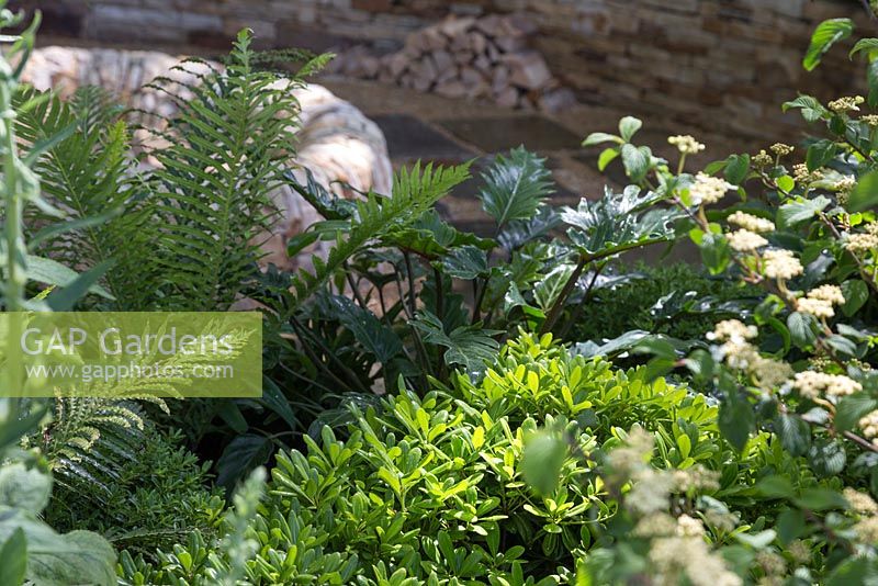 Pittosporum tobira 'Miss Muffet', Blechnuim gibbum et Philodendron 'Xanadu' avec vue sur le jardin en contrebas. Le temps entre les deux. RHS Chelsea Flower Show, 2015.