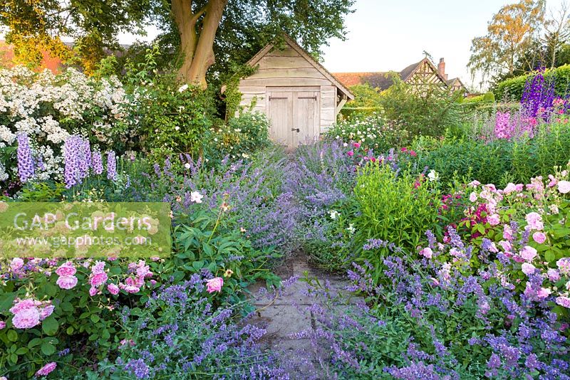 À l'aide de roses de David Austen, le jardin de roses de Wollerton Old Hall Garden, dans le Shropshire, abrite également une large gamme de plantes herbacées, notamment des delphiniums, des Nepeta 'Six Hills Giant' et des Penstemons.