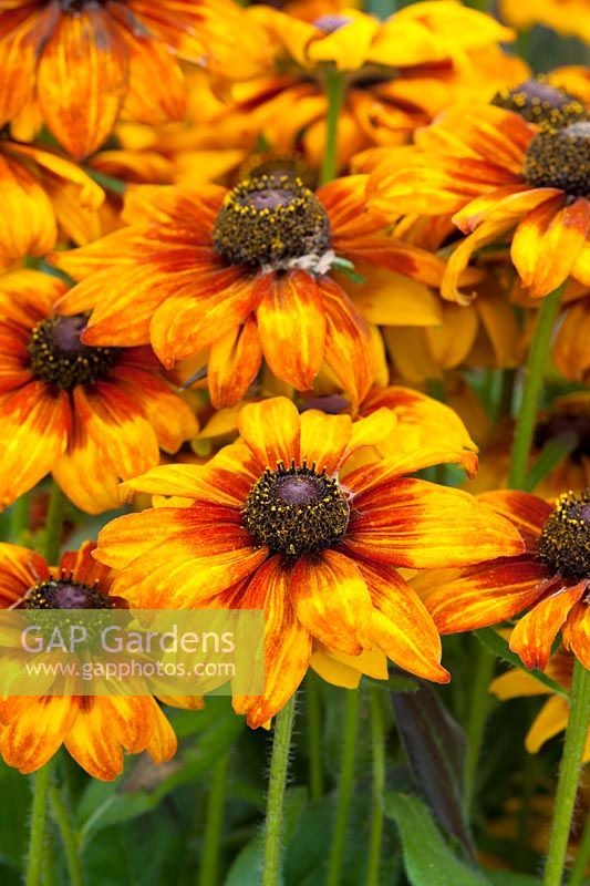 Rudbeckia 'Summerina Yellow'