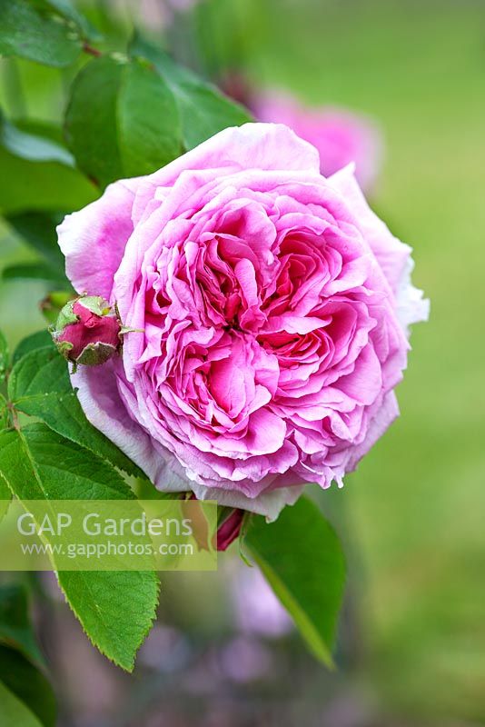 Rosa 'Comte de Chambord' - Rose parfumée