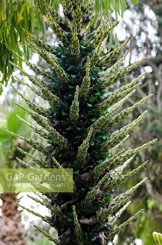 Puya berteroniana - Le Puya Turquoise