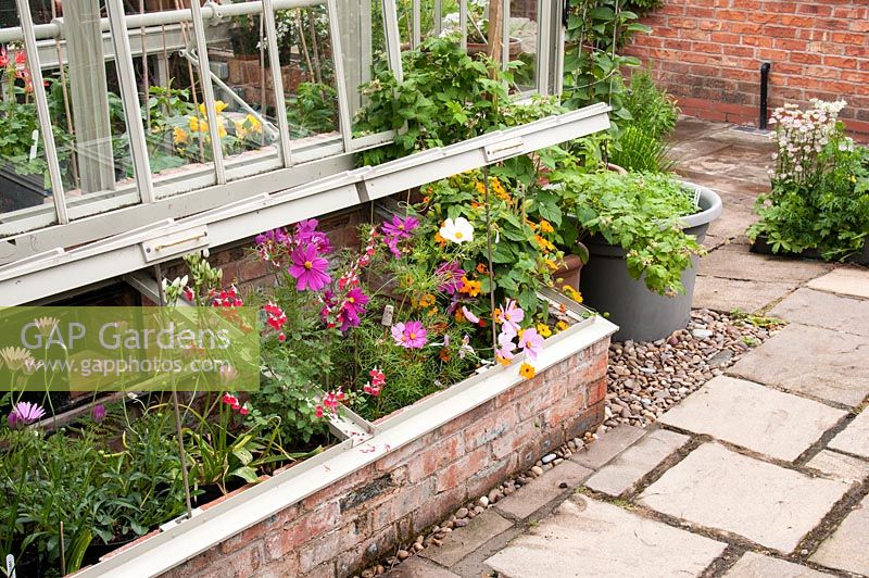 Coldframe en brique rouge et métal à côté d'une serre avec des plantes à fleurs - Cosmos, Salvia, Osteospermum et Thunbergia alata - Susan aux yeux noirs et chemin pavé adjacent Juin