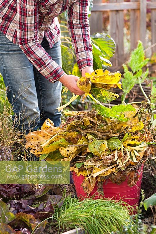 Nettoyez le potager en automne. Enlever tout le matériel végétal usé du jardin. Enlever les feuilles infectées et mortes en novembre. Déchets de jardin collectés dans un tube en plastique.