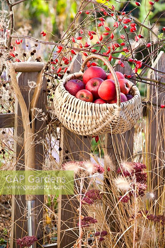 Panier de pommes récoltées suspendu à une clôture en bois. Parterre d'automne de vivaces et de graminées ornementales.