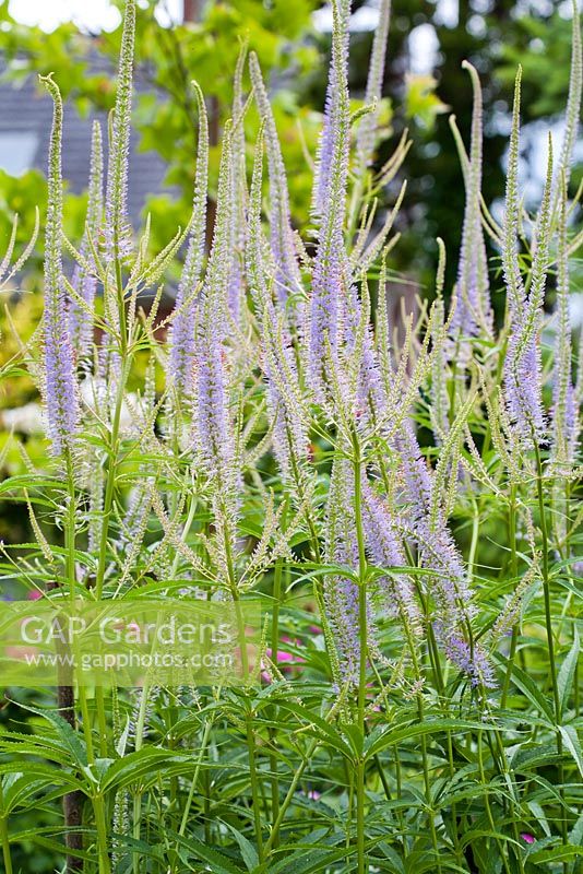 Veronicastrum virginicum 'Lavendelturm' fleurit en juillet