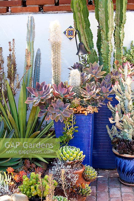 Succulentes assorties, Agaves et Cactus en pots. Jardin de Jim Bishop. San Diego, Californie, USA. Août.